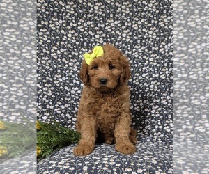 Goldendoodle (Miniature) Puppy for sale in OXFORD, PA, USA