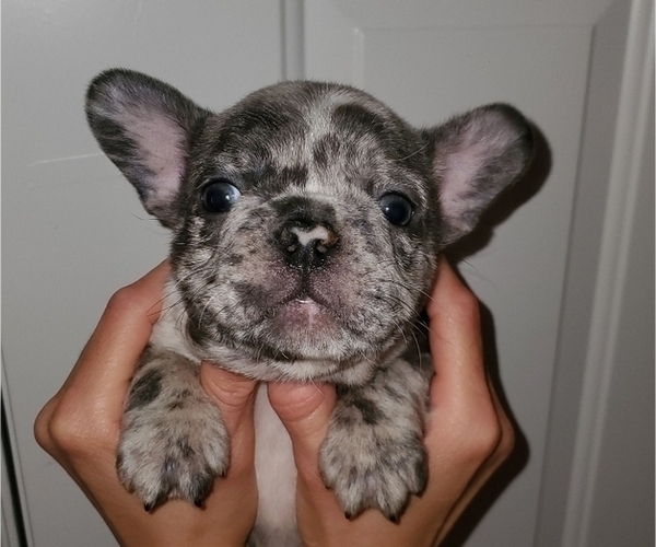 Medium Photo #15 French Bulldog Puppy For Sale in N LAS VEGAS, NV, USA