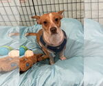 Small Chihuahua Mix