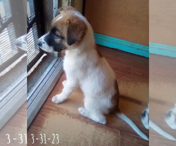 Medium Photo #13 Mutt Puppy For Sale in Apple Valley, CA, USA