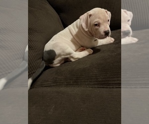 American Pit Bull Terrier Puppy for sale in VINCENNES, IN, USA