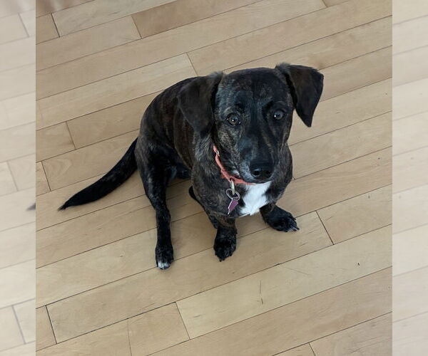 Medium Photo #3 Dachshund-Unknown Mix Puppy For Sale in Mundelein, IL, USA