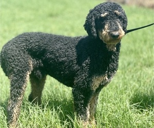 Father of the Labradoodle puppies born on 04/04/2024