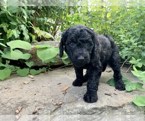 Goldendoodle Puppy for sale in CALEDONIA, MI, USA