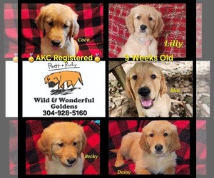 Golden Retriever Litter for sale in WILLIAMSON, WV, USA