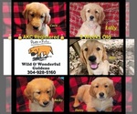 Image preview for Ad Listing. Nickname: Litter of 9