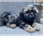 Small Photo #1 Shih Tzu Puppy For Sale in REDLANDS, CA, USA