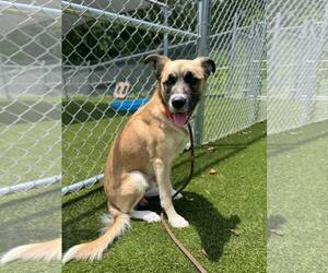 Mutt Dogs for adoption in Shelburne, VT, USA