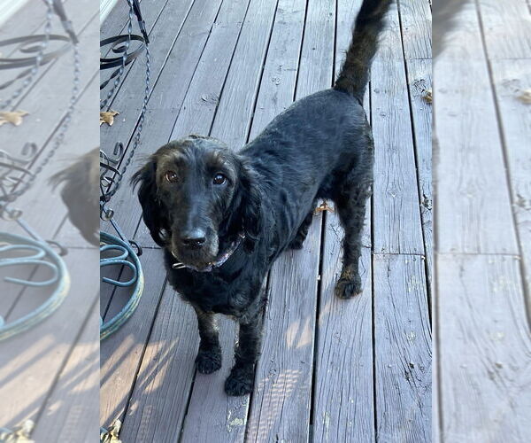 Medium Photo #1 Labrador Retriever-Unknown Mix Puppy For Sale in Candler, NC, USA