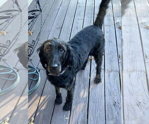 Labrador Retriever-Unknown Mix Dogs for adoption in Candler, NC, USA