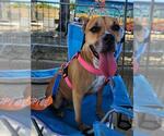 LAYLA - Female Mutt Dog for Adoption - Small photo