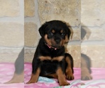 Small Photo #4 Rottweiler Puppy For Sale in CELE, TX, USA
