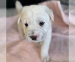 Small #2 Labrador Retriever Mix