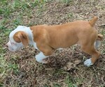 Small #2 Olde English Bulldogge