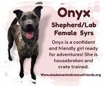Small #1 Labrador Retriever Mix