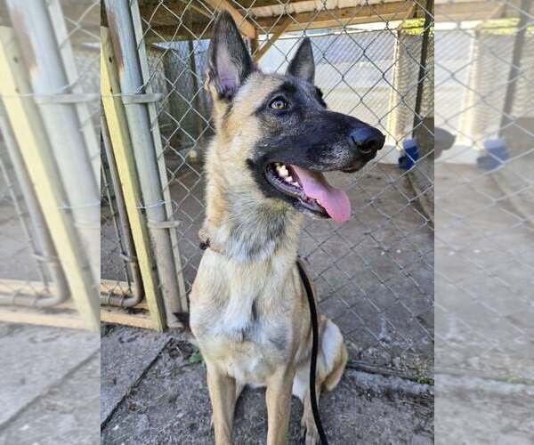 Medium Photo #3 Mutt Puppy For Sale in Abbeville, LA, USA