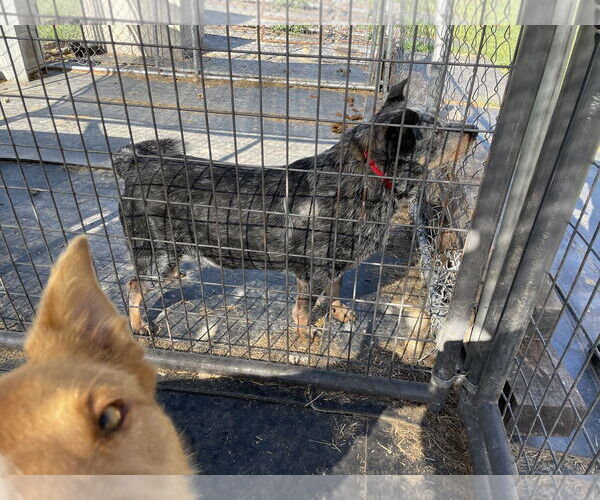 Medium Photo #3 Mutt Puppy For Sale in Rustburg, VA, USA