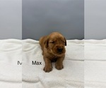 Small #7 Golden Retriever