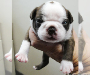 Boston Terrier Puppy for sale in MULINO, OR, USA