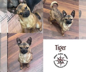 Chug Dogs for adoption in Princeton, British Columbia, Canada