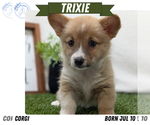 Small #9 Pembroke Welsh Corgi