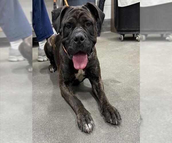 Medium Photo #1 Mutt Puppy For Sale in Forestville, MD, USA