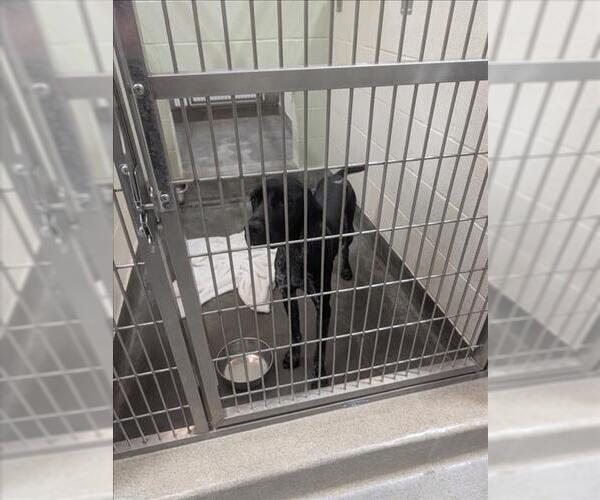 Medium Photo #1 German Shorthaired Pointer Puppy For Sale in Upland, CA, USA