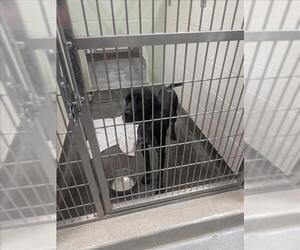 German Shorthaired Pointer Dogs for adoption in Upland, CA, USA