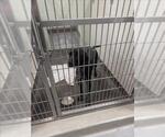 Small German Shorthaired Pointer