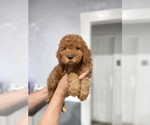 Goldendoodle (Miniature) Puppy for Sale in DIAMOND, California USA
