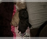Small #7 Frenchie Pug