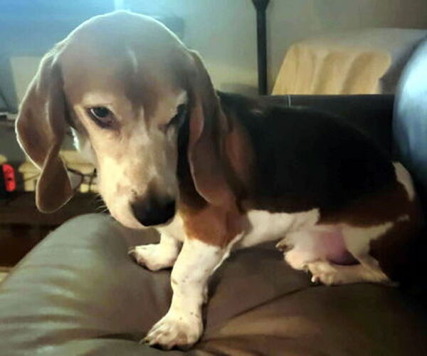 Medium Photo #4 Bagle Hound Puppy For Sale in Deepwater, NJ, USA