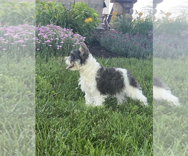 Medium Photo #6 Schnauzer (Miniature) Puppy For Sale in CANOGA, NY, USA
