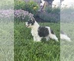 Small #5 Schnauzer (Miniature)