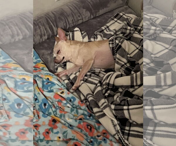 Medium Photo #6 Chihuahua Puppy For Sale in MIDWAY, UT, USA