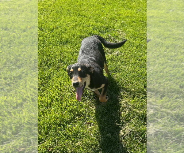Medium Photo #4 German Shepherd Dog-Plott Hound Mix Puppy For Sale in Aurora, IN, USA