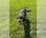 Small Photo #4 German Shepherd Dog-Plott Hound Mix Puppy For Sale in Aurora, IN, USA