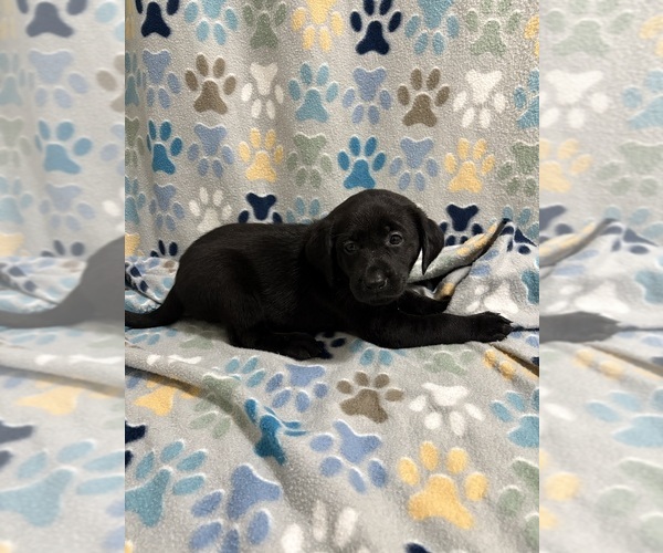 Medium Photo #2 Labrador Retriever Puppy For Sale in SIERRA VISTA, AZ, USA