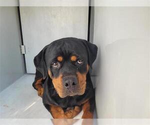 Rottweiler Dogs for adoption in Houston, TX, USA
