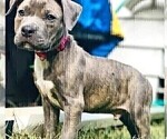 Small Photo #8 American Pit Bull Terrier Puppy For Sale in ABERDEEN, SD, USA