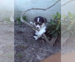 Small #2 Pembroke Welsh Corgi