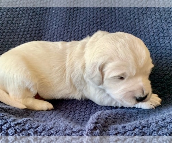 Medium Photo #3 Goldendoodle Puppy For Sale in CONROE, TX, USA