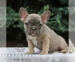 Small Photo #3 French Bulldog Puppy For Sale in EAST EARL, PA, USA