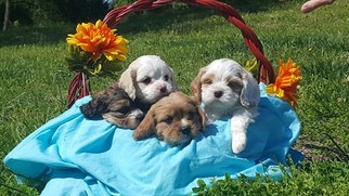 Cava-Tzu Puppy for sale in BASSETT, VA, USA