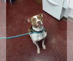 Small #20 American Pit Bull Terrier Mix
