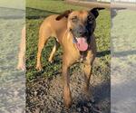DOUBLE - Male Mutt Dog for Adoption - Small photo