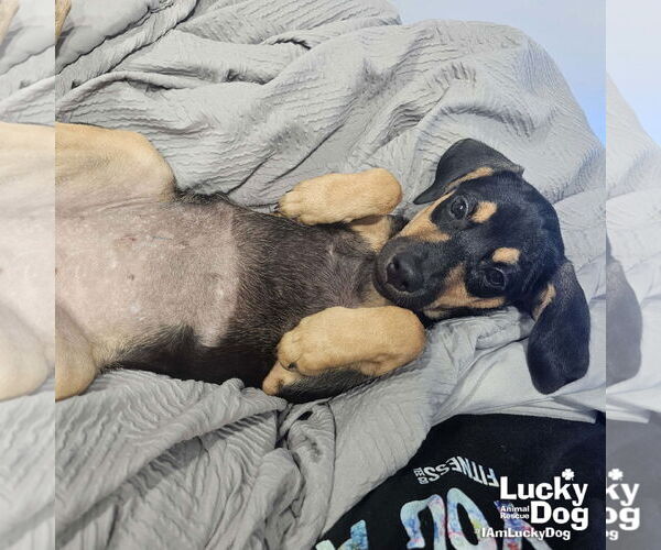 Medium Photo #6 Dachshund-Unknown Mix Puppy For Sale in Washington, DC, USA