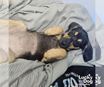 Small Photo #6 Dachshund-Unknown Mix Puppy For Sale in Washington, DC, USA