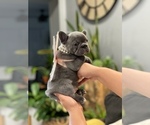 Small Photo #18 French Bulldog Puppy For Sale in ESCONDIDO, CA, USA