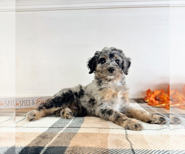 Medium Photo #2 Bernedoodle (Miniature) Puppy For Sale in GREENFIELD, IN, USA